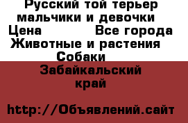 Русский той-терьер мальчики и девочки › Цена ­ 8 000 - Все города Животные и растения » Собаки   . Забайкальский край